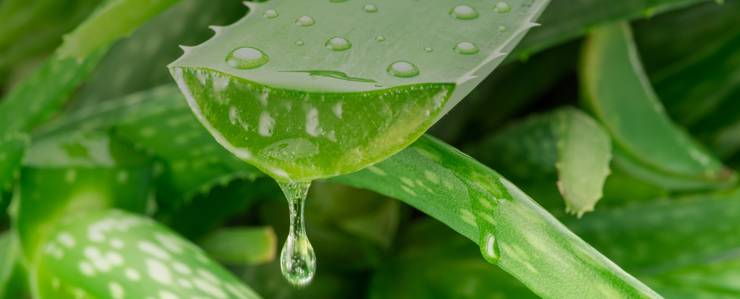 The Miracle of Aloe Vera: From Bogor's Fields to Glycolic Extract for  Diverse Industrial Applications - Haldin Pacific Semesta
